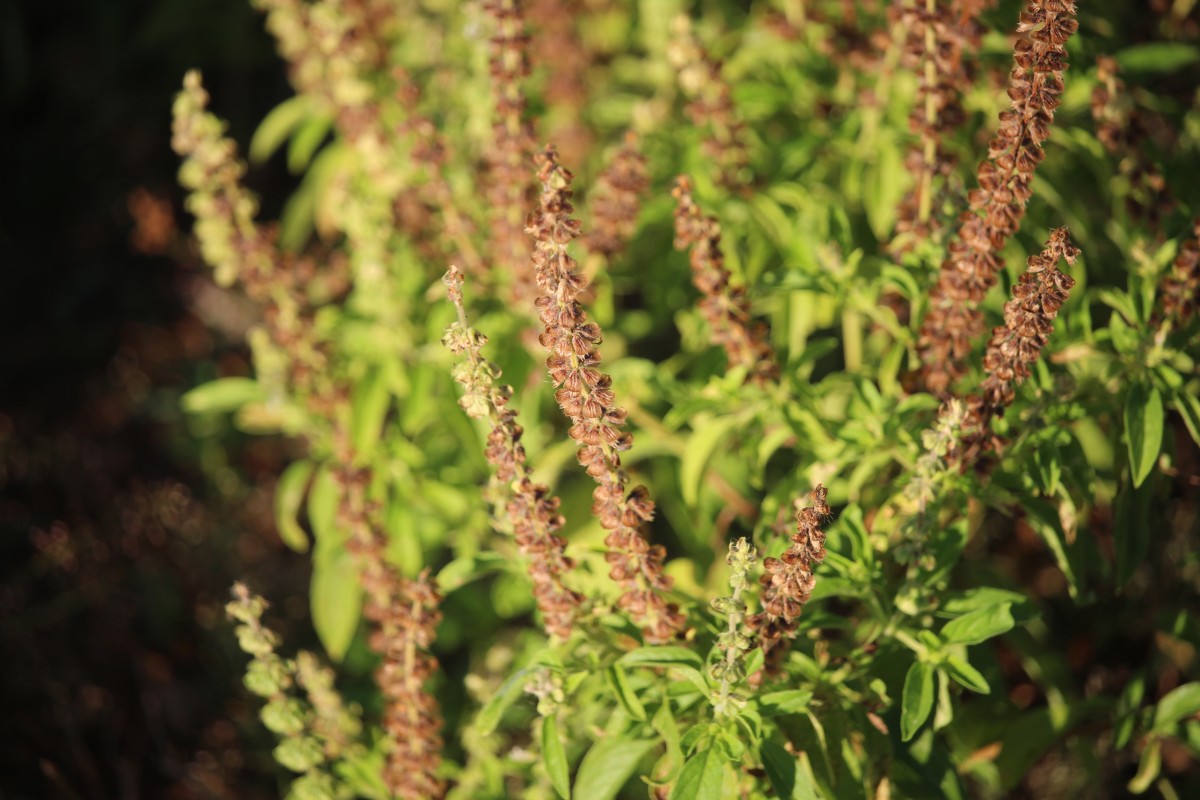 Ocimum americanum L.